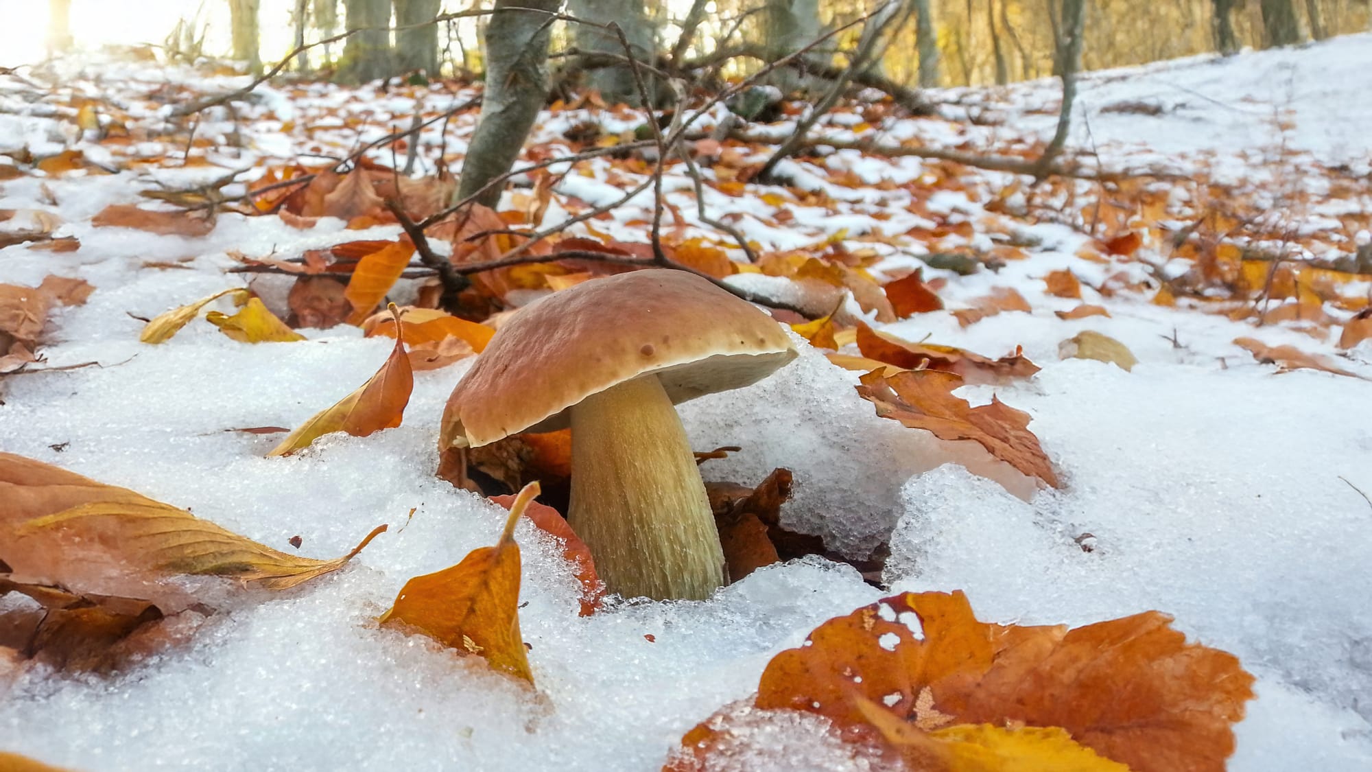 Funghi e neve: il freddo legame che non t'aspetti