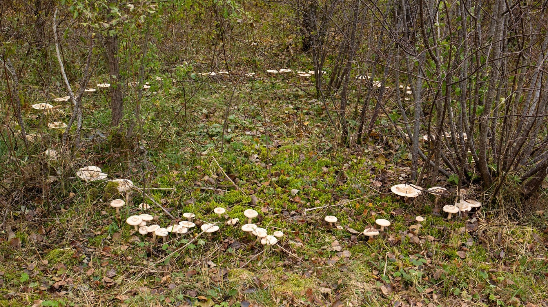 Quando i funghi nascono "ad anelli": cosa sono i cerchi delle streghe?