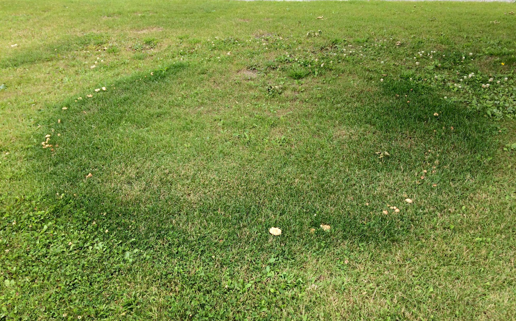 Quando i funghi nascono "ad anelli": cosa sono i cerchi delle streghe?