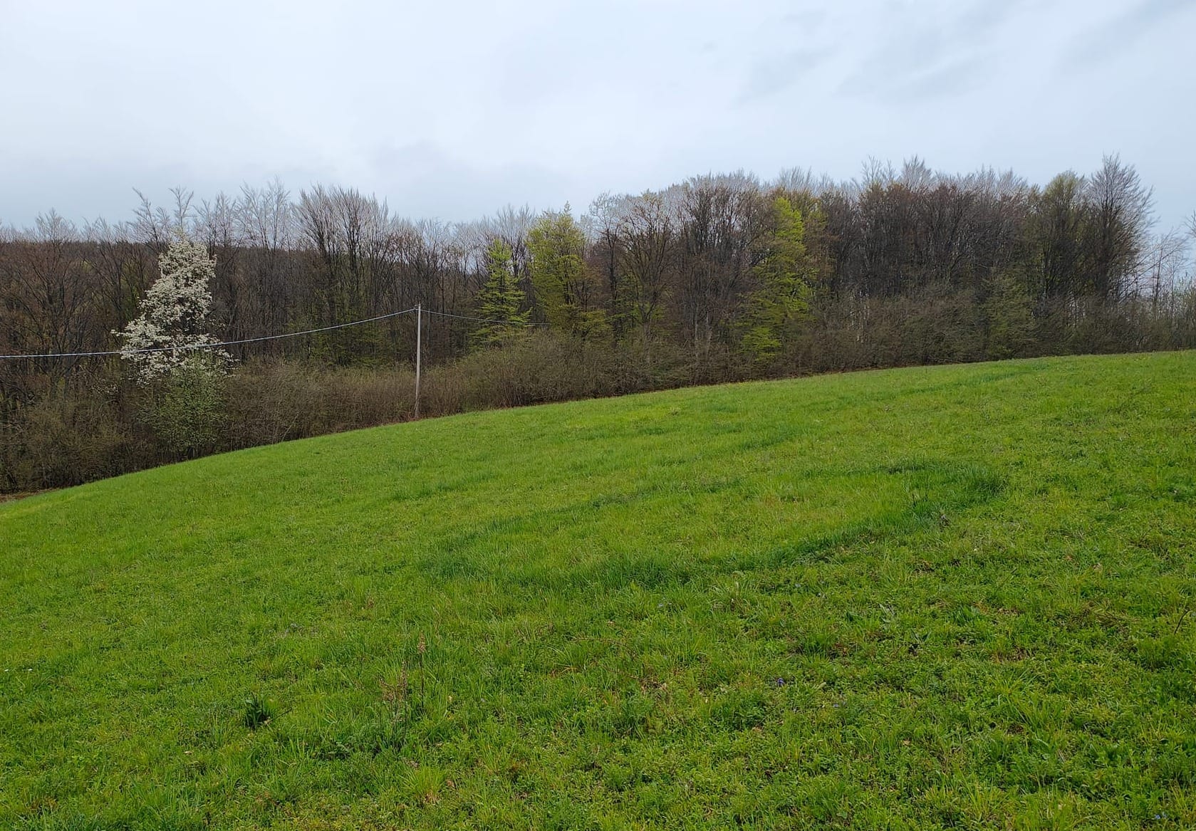 Quando i funghi nascono "ad anelli": cosa sono i cerchi delle streghe?