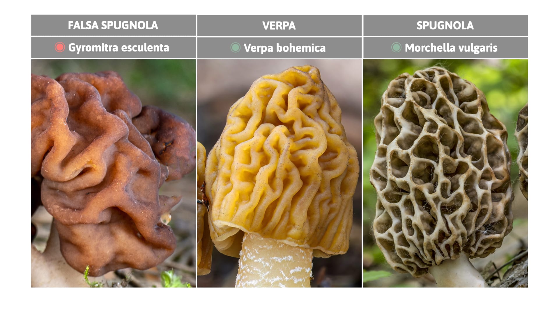 Confronto dettagliato dell'aspetto della mitra nei principali Generi di funghi primaverili.