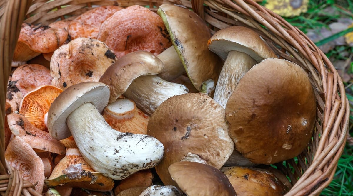 Andar per Funghi in sicurezza