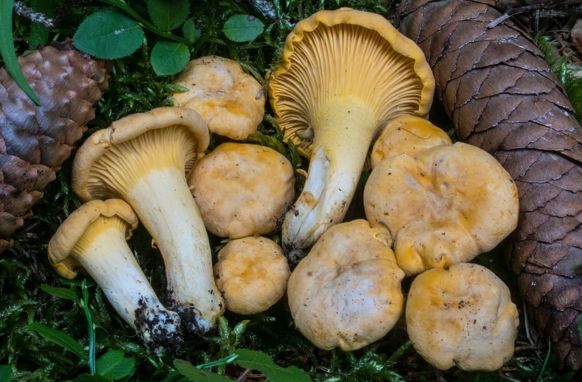 Il galletto o finferlo, Cantharellus cibarius