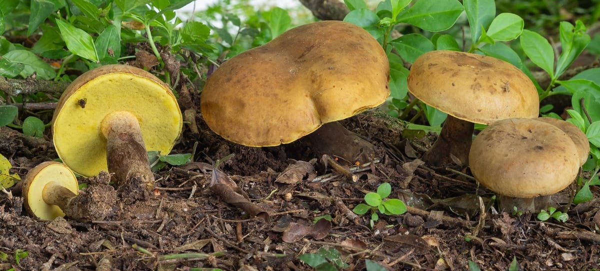 I Funghi della Foresta amazzonica