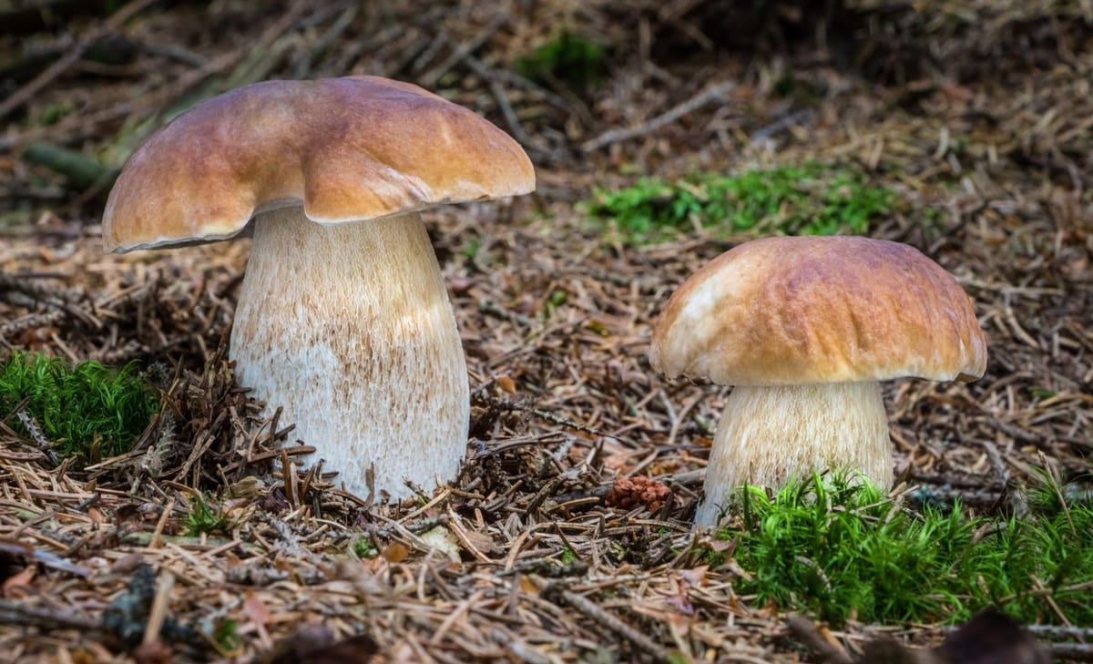 Funghi: che cosa sono i porcini?