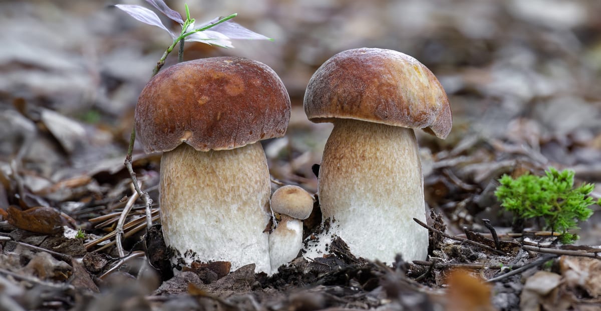 Il porcino dell'estate, Boletus aestivalis