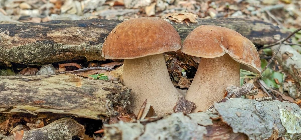 Prevedere la crescita dei Funghi: è possibile?