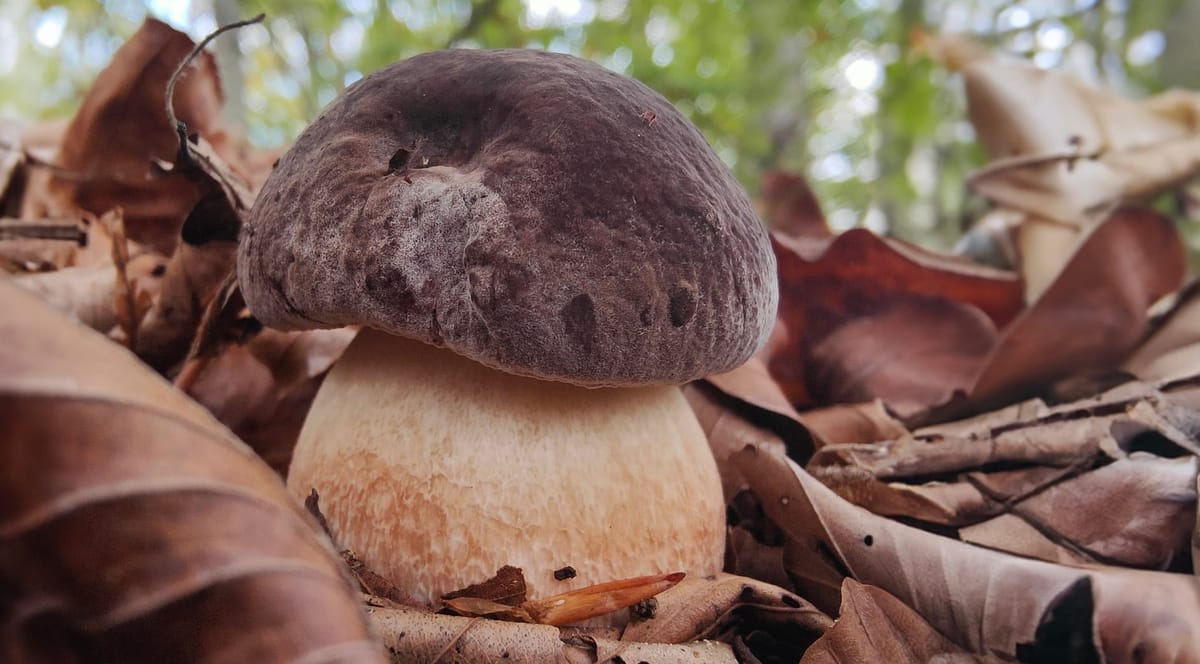 Il porcino moro o rosso, Boletus pinophilus