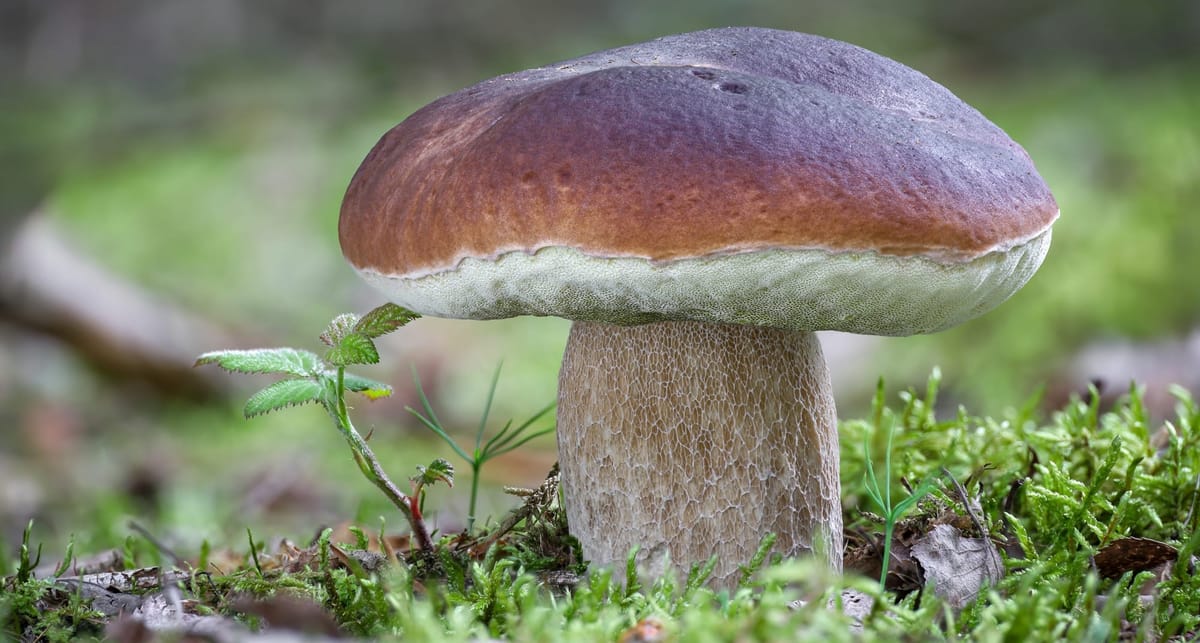 Il porcino comune: Boletus edulis