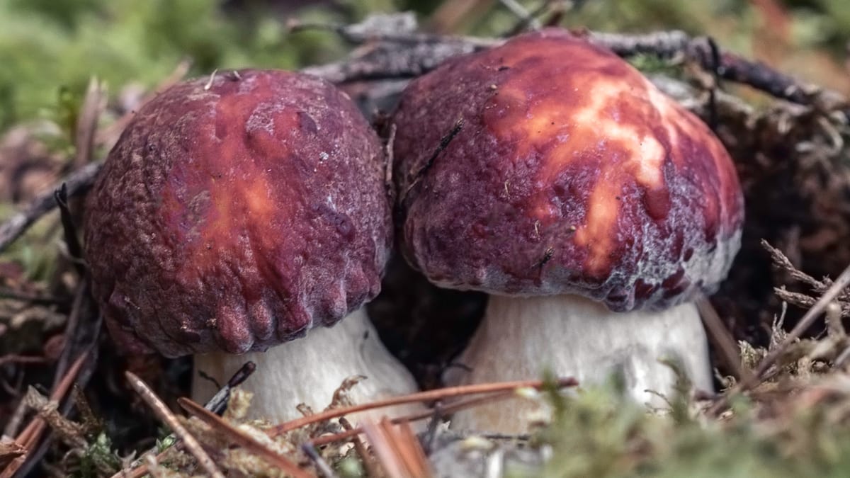 VIDEO - Il muschio, l'umidità e i funghi porcini (e non solo)