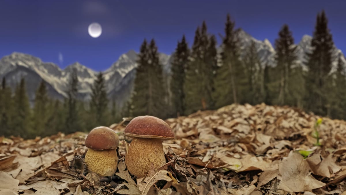 Superluna e... Superfunghi?