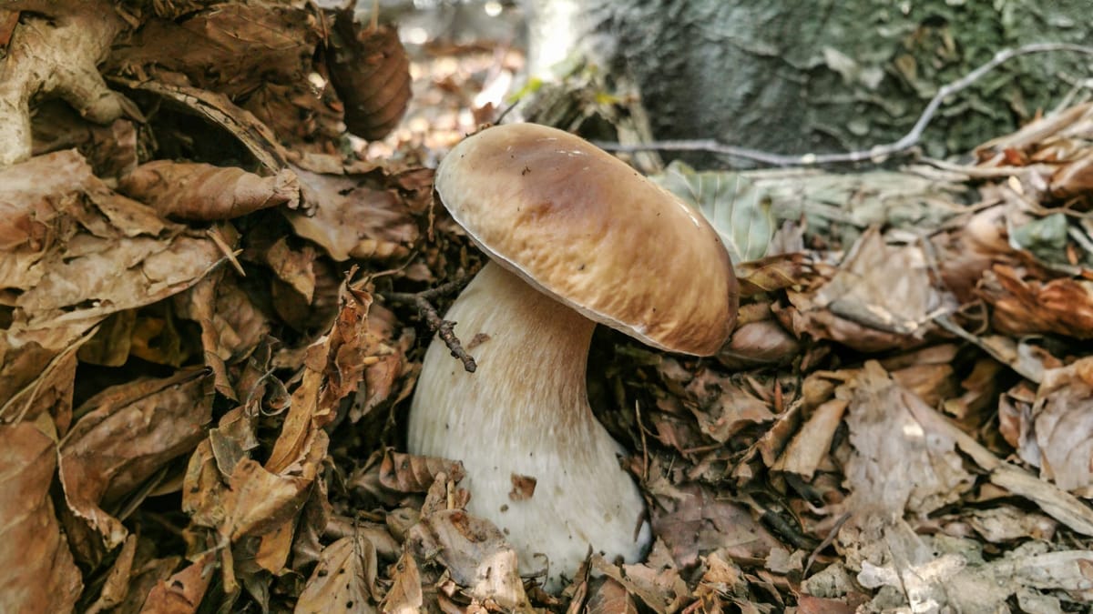 Funghi - la faggeta in autunno