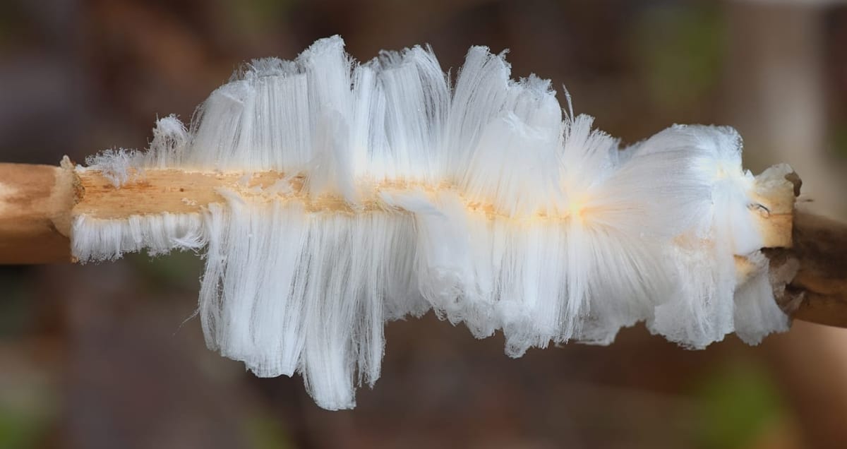 Il fungo che forma i "capelli di ghiaccio", Exidiopsis effusa