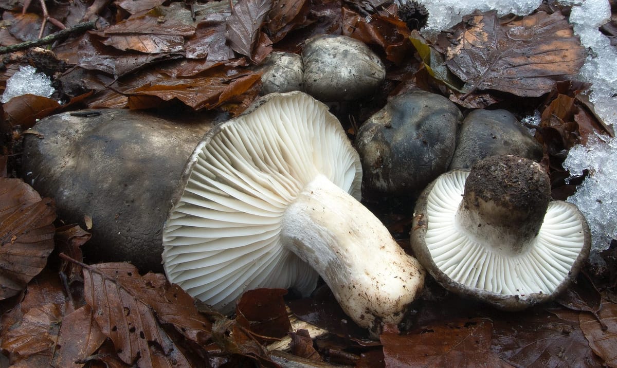 Hygrophorus marzuolus, fungo dormiente. Foto di Nicolò Oppicelli.