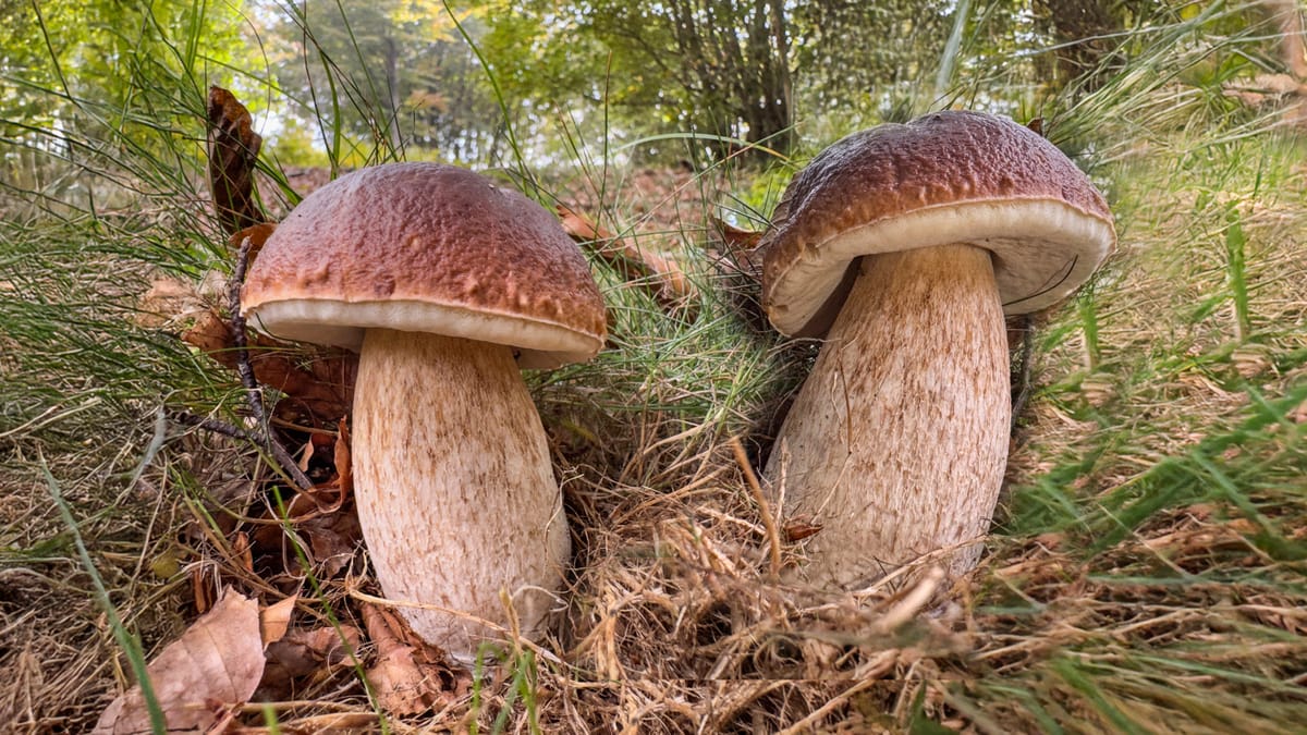 Novembre e i Funghi: dall’arco alpino alle coste del Sud