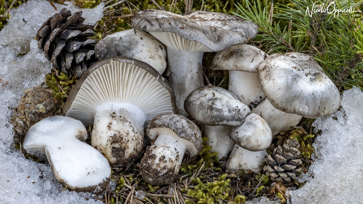 Il fungo dormiente o marzuolo: meraviglia del disgelo
