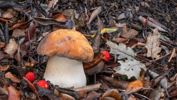 Il porcino nero o bronzino, Boletus aereus