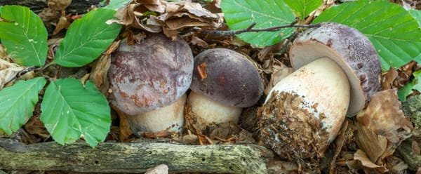 Pioggia e funghi: quanta ne deve cadere, e perché serve?