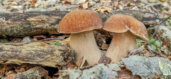 Boletus aestivalis - Photo: Nicolò Oppicelli