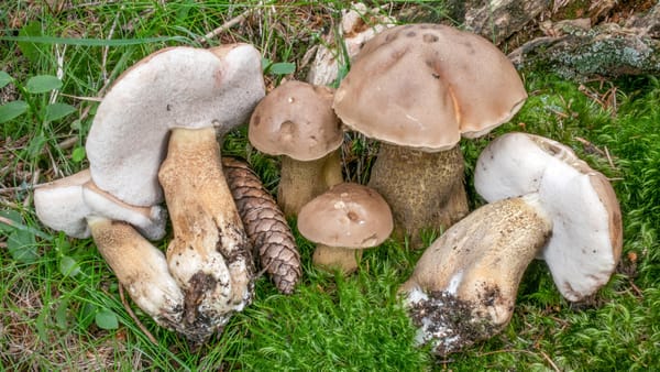 Il porcino che inganna: l'amaro Tylopilus felleus