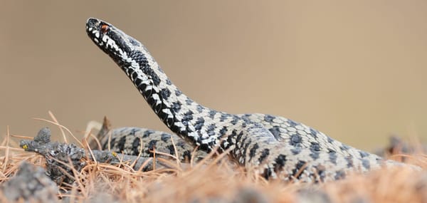 Funghi e vipere, due mondi distanti, ma vicini