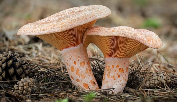 Lactarius deliciosus - Foto di Jaroslav Machackek