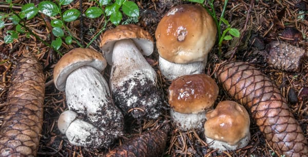 Acqua e funghi: un binomio speciale e indispensabile