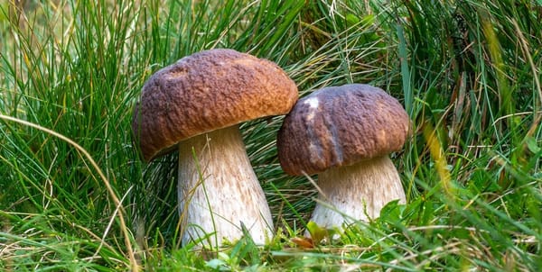 Funghi porcini nella radura, Boletus edulis, foto di Nicolò Oppicelli.