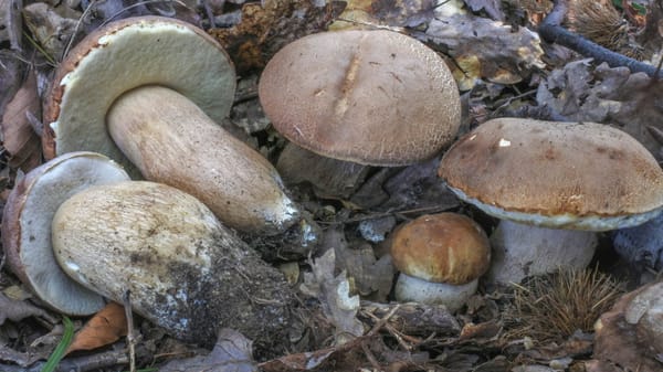 Boletus aestivalis, foto di Nicolò Oppicelli