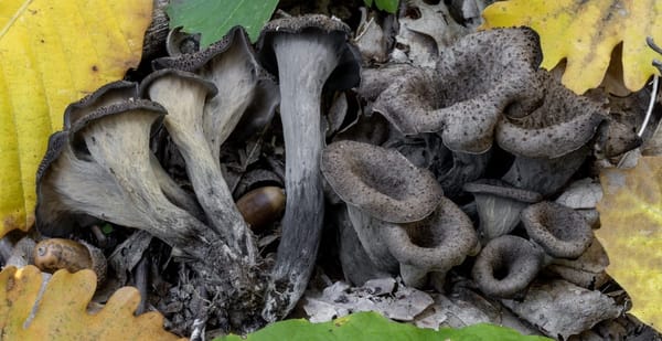 Il "tartufo" dei poveri, Craterellus cornucopioides