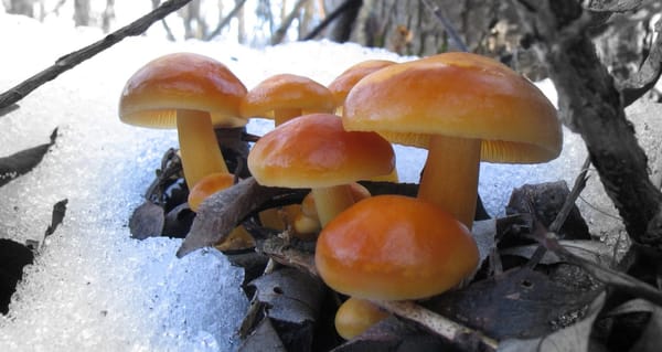 Flammulina velutipes, funghi nella neve. Foto di Nicolò Oppicelli