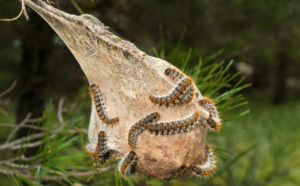 Processionarie: pericolosi lepidotteri della primavera