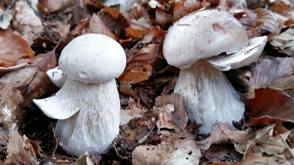 Funghi porcini con gambo arricciato, Nicolò Oppicelli