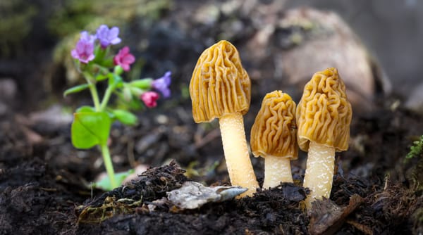 Verpa bohemica, foto di Jaroslav Machackec.