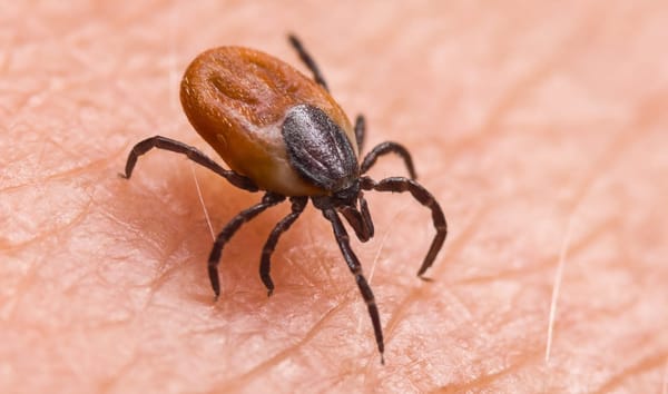 Zecca dei boschi, Ixodes ricinus