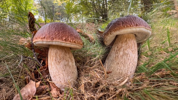 Novembre e i Funghi: dall’arco alpino alle coste del Sud