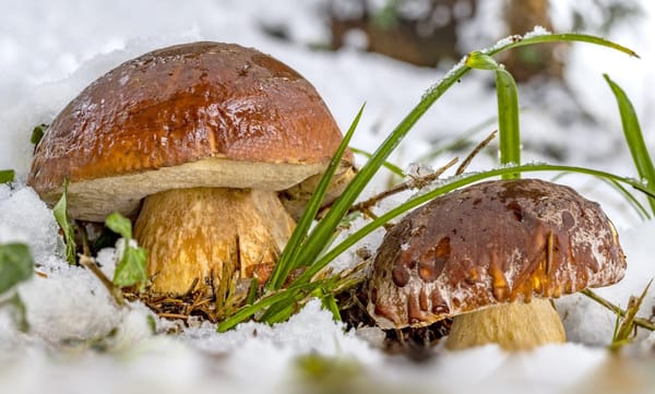 Funghi e neve: il freddo legame che non t'aspetti