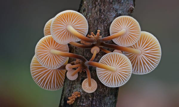 Il fungo che sfida il gelo invernale, Flammulina velutipes