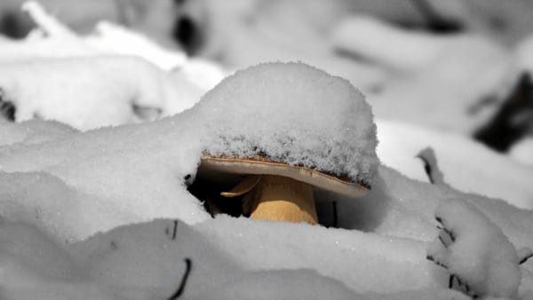 Gelo e Funghi: che cosa succede "sottozero" nel bosco?