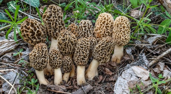 Funghi e primavera 2026: perché stanno nascendo prima del previsto?